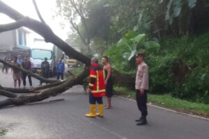 Respon Cepat Polsek Cikalongkulon Tangani Pohon Tumbang Di Jalan Raya Mentengsari